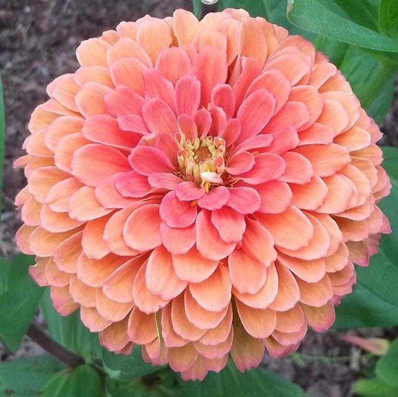 Giant Salmon Rose Zinnias Seeds
