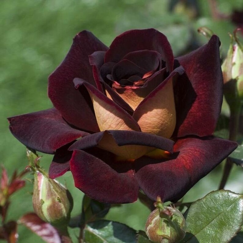 Twilight Gold Rose (Rosa 'Twilight Glow')