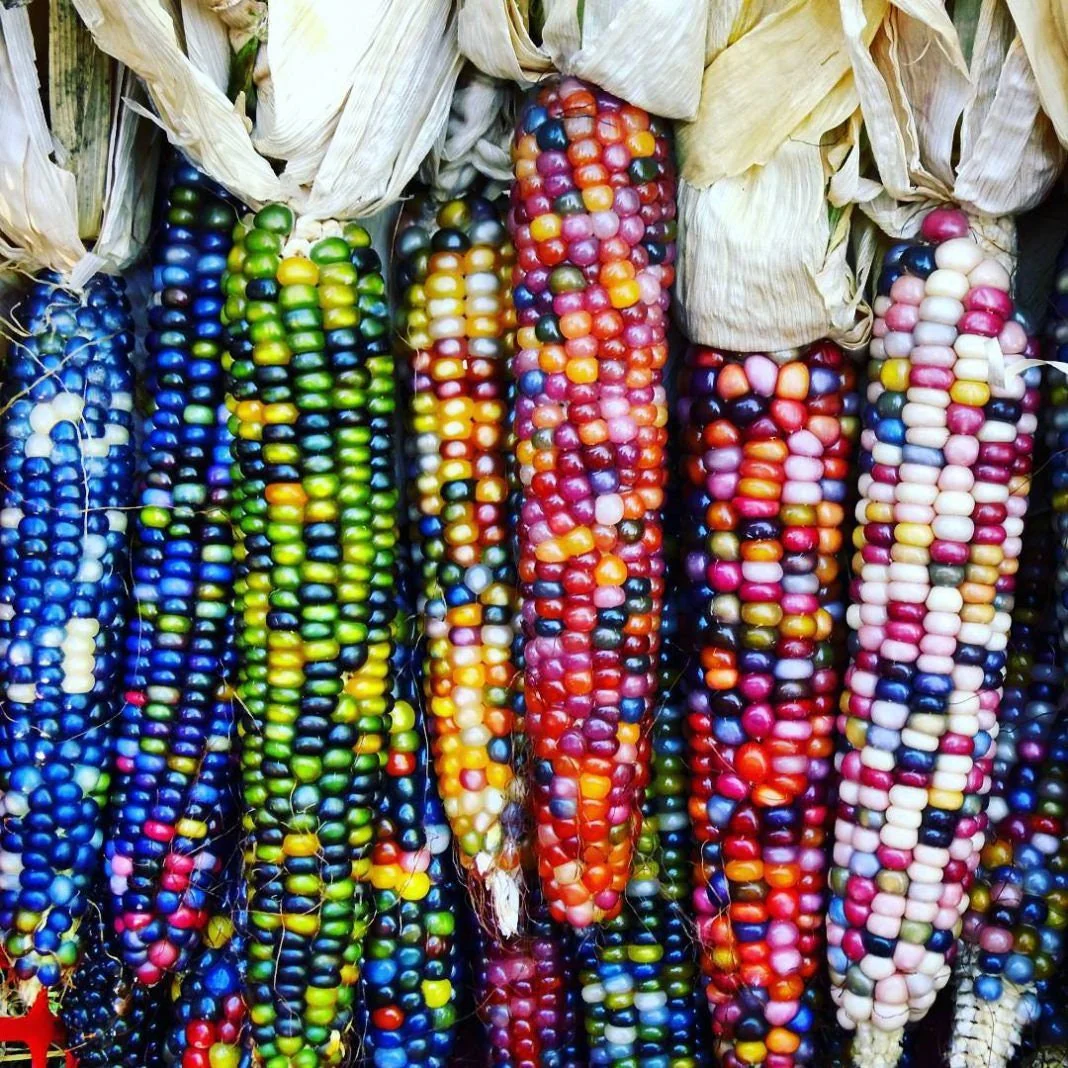 GLASS GEM CORN SEEDS - (Organic)