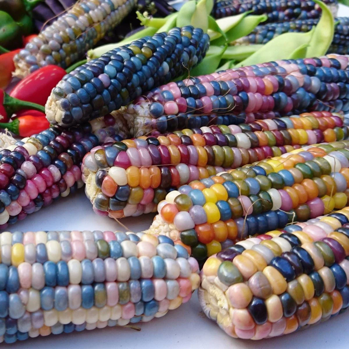 GLASS GEM CORN SEEDS - (Organic)