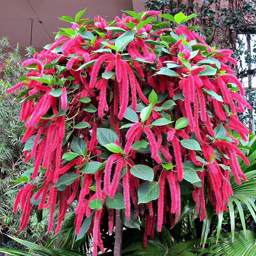 Strawberry Firetails Plant Seeds