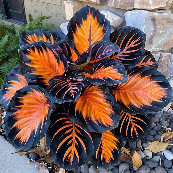 Stunning Caladium Seeds