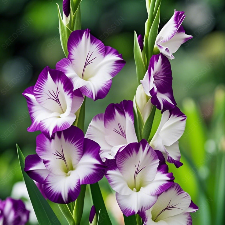 Gladiolus Bulbs