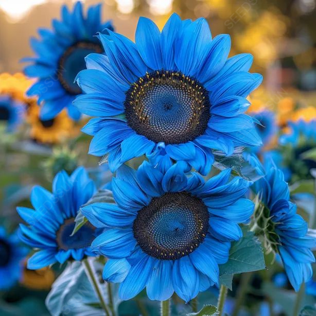 Bright Blue Sunflower Seeds