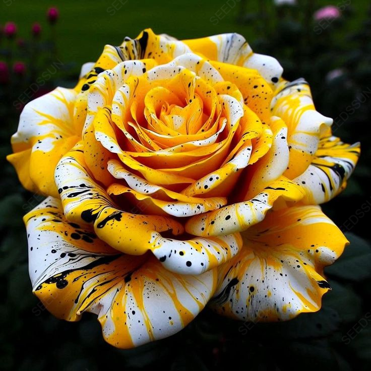 Brilliant Rose Seeds