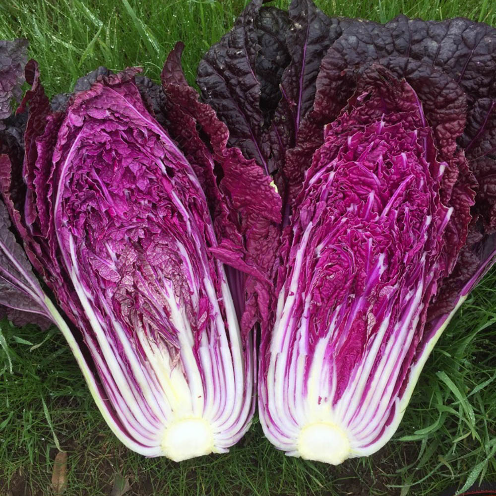 Purple Cabbage Seeds