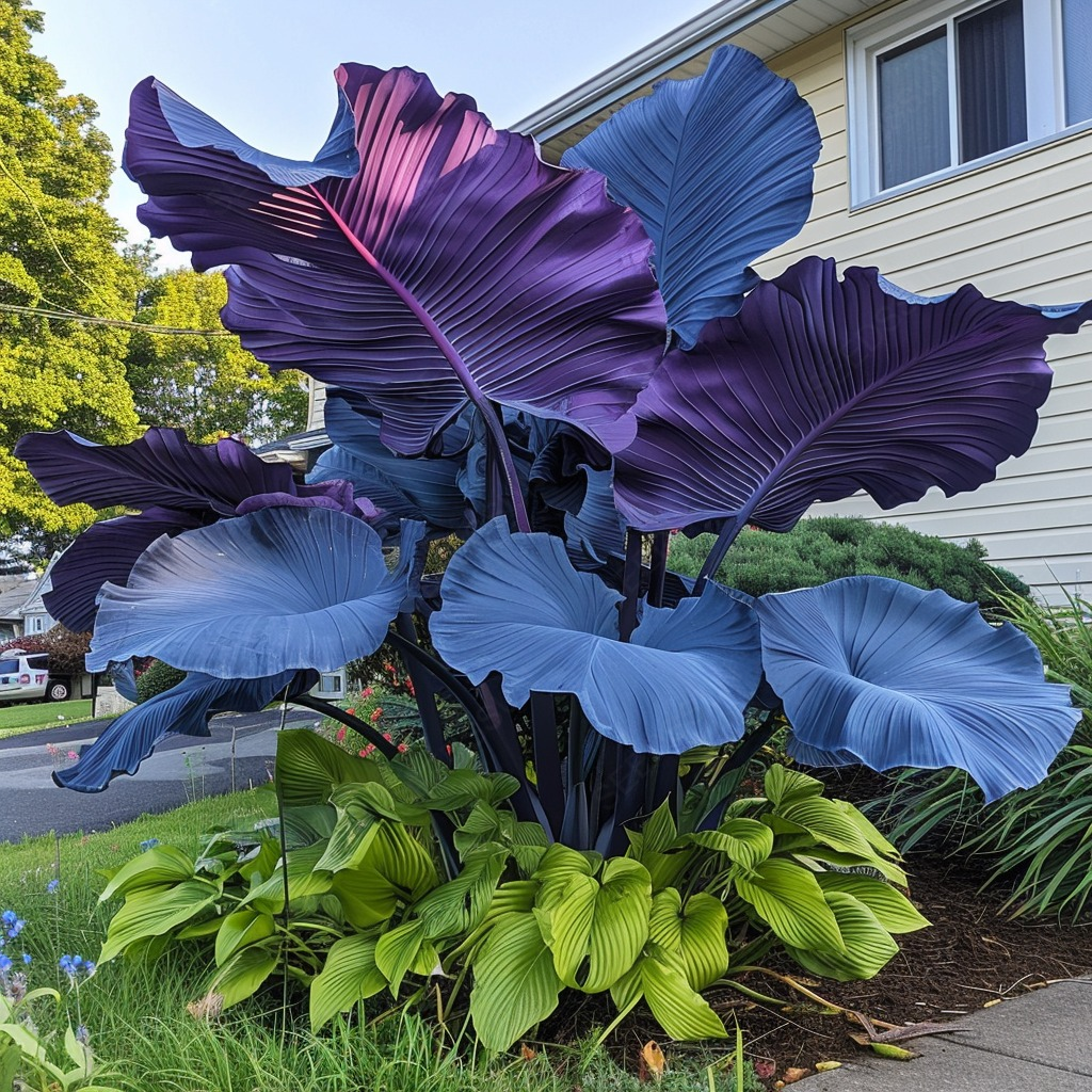 Giant Caladium Bulbs