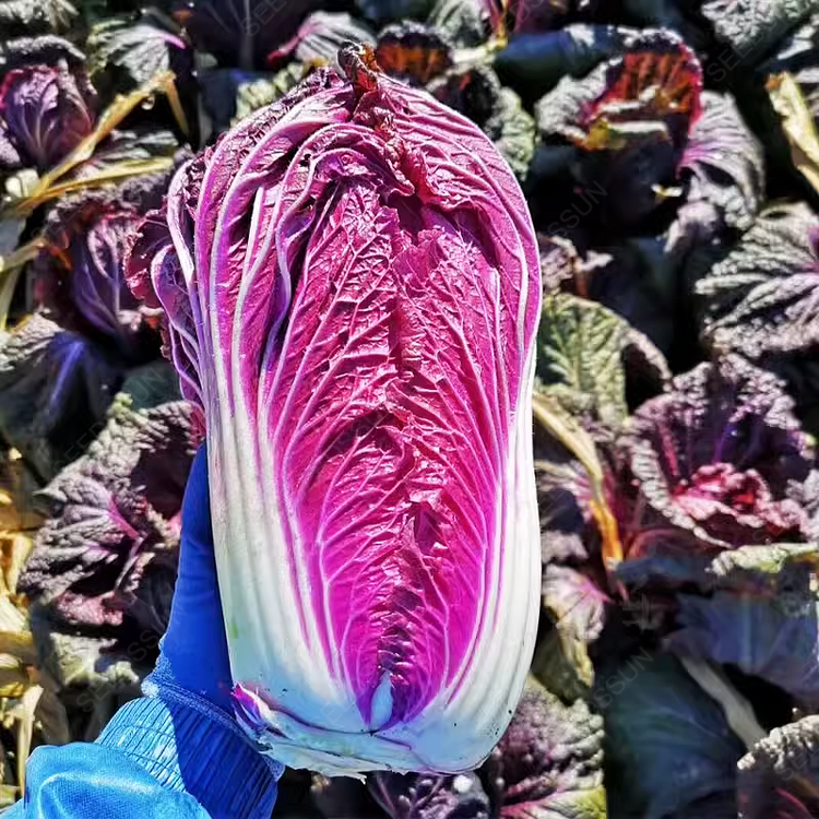 Purple Cabbage Seeds