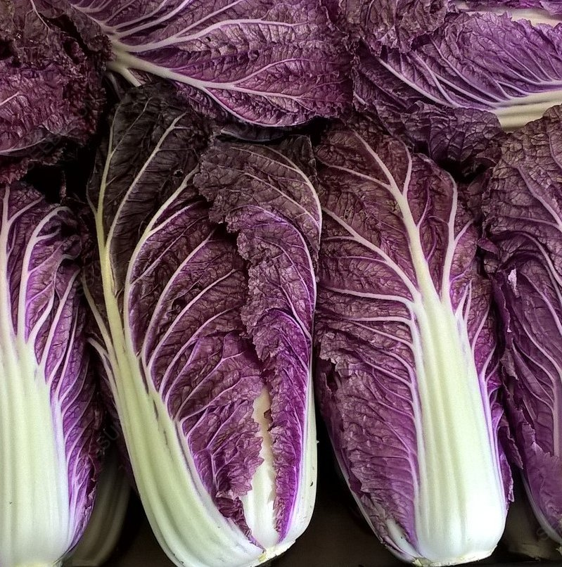 Purple Cabbage Seeds
