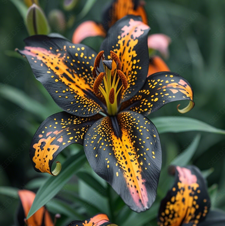 Rare Lily Bulbs
