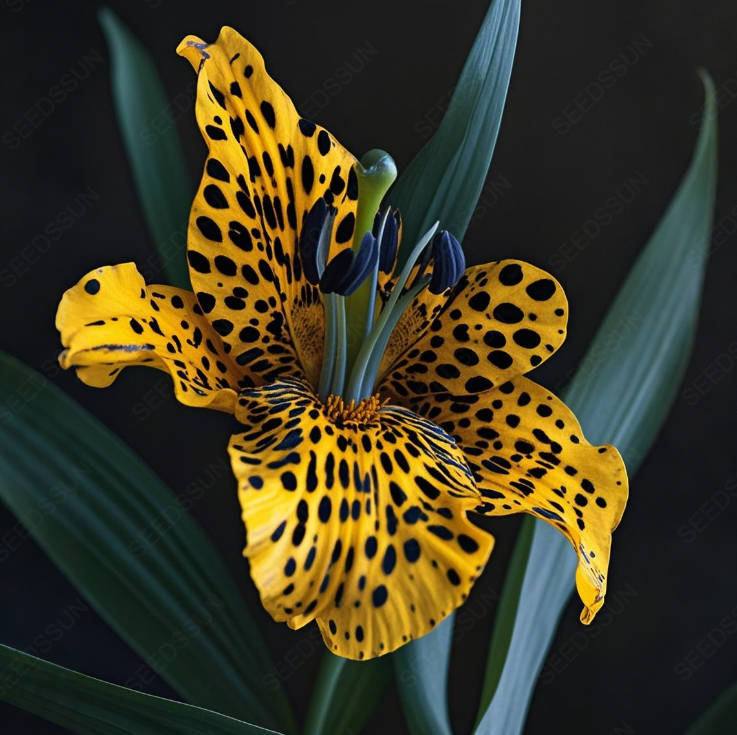 Rare Lily Bulbs