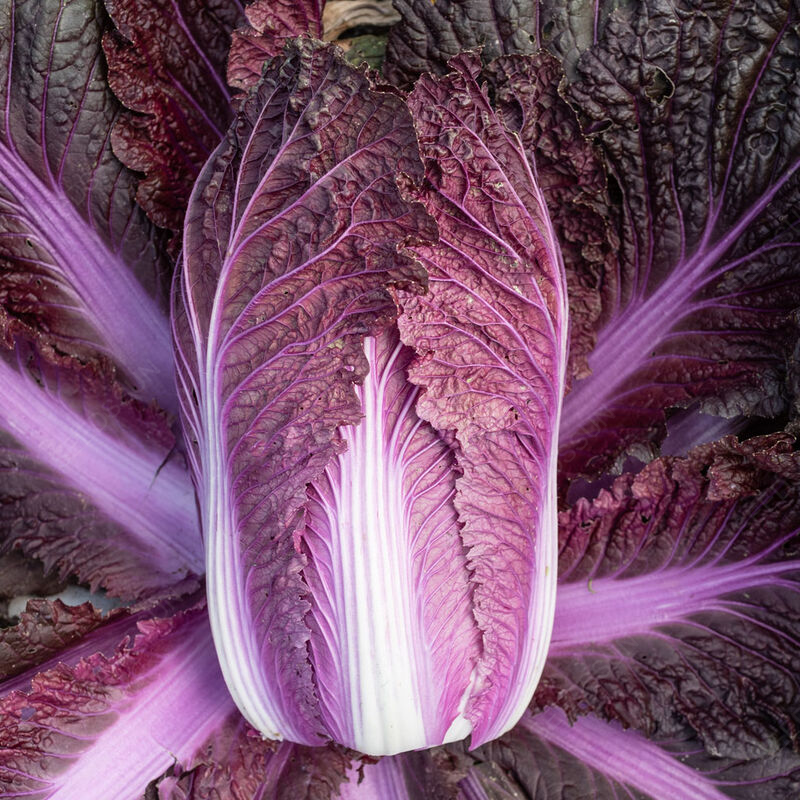 Purple Cabbage Seeds