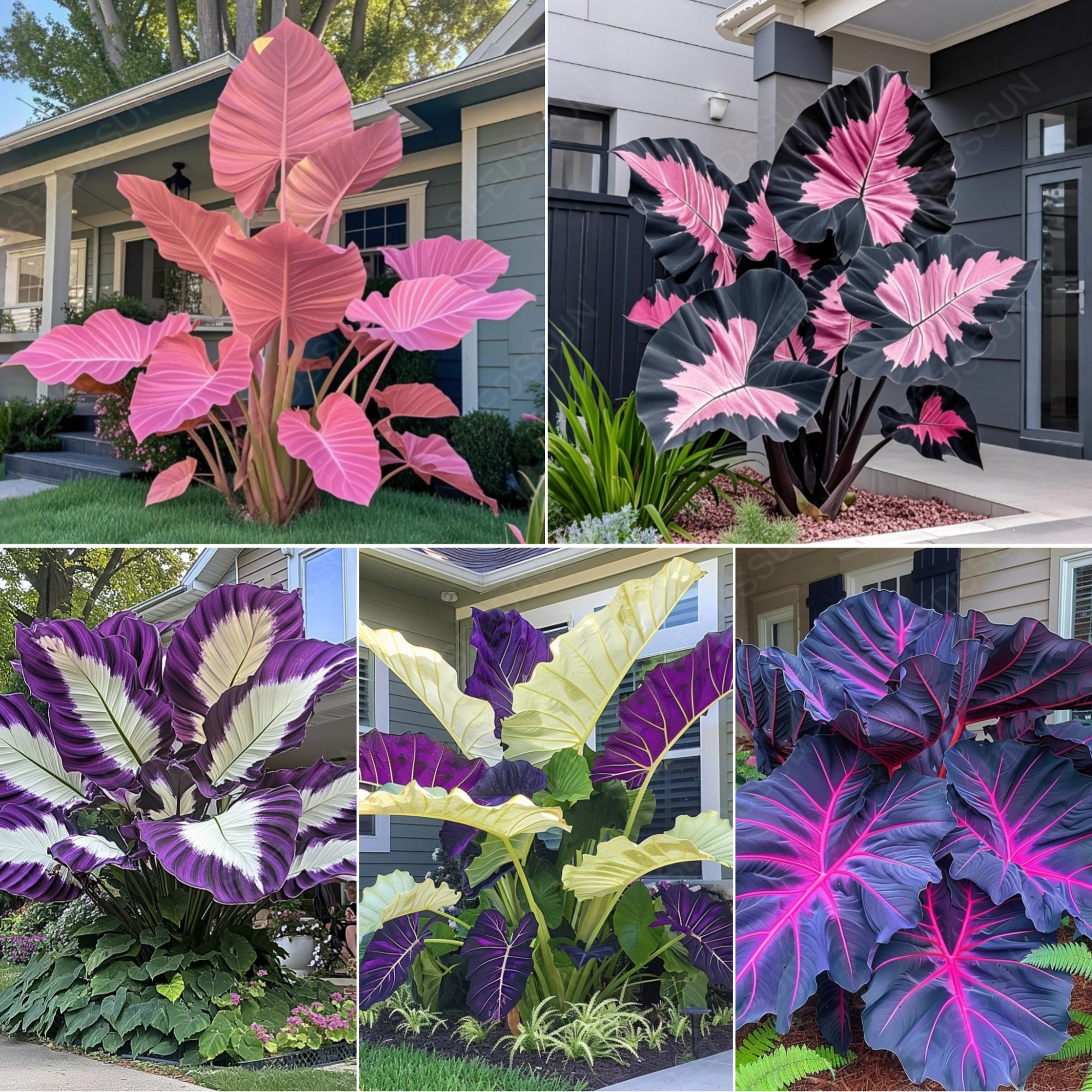 Red&Green Giant Caladium Bulbs