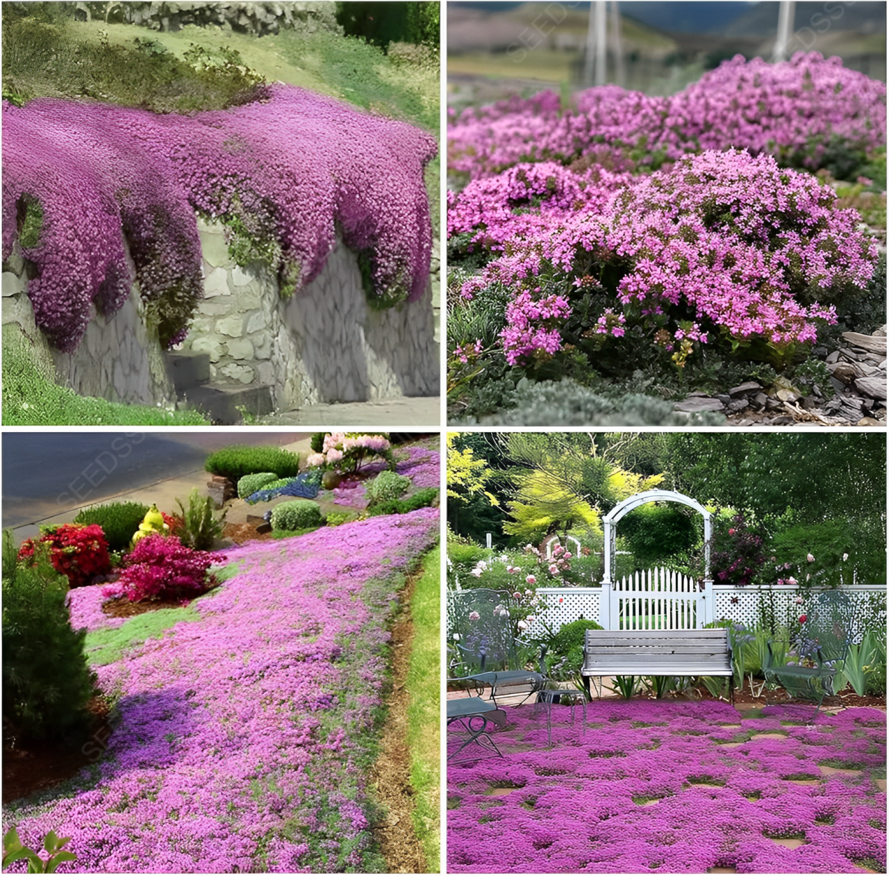 Creeping Thyme Seeds