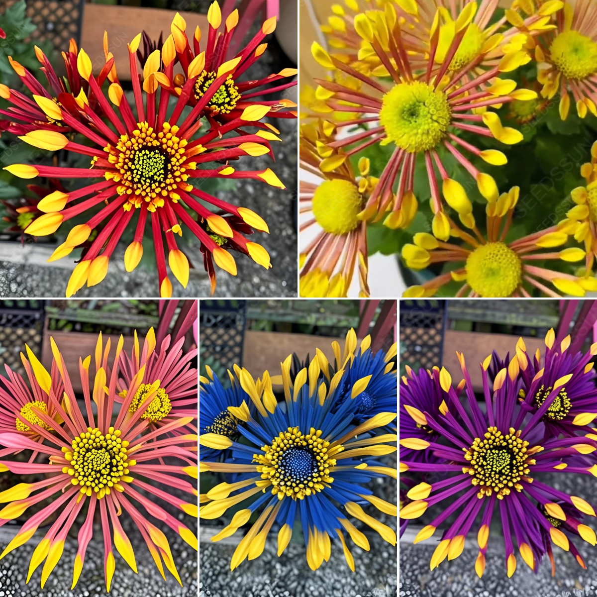 Colorful Fireworks Chrysanthemum Seeds