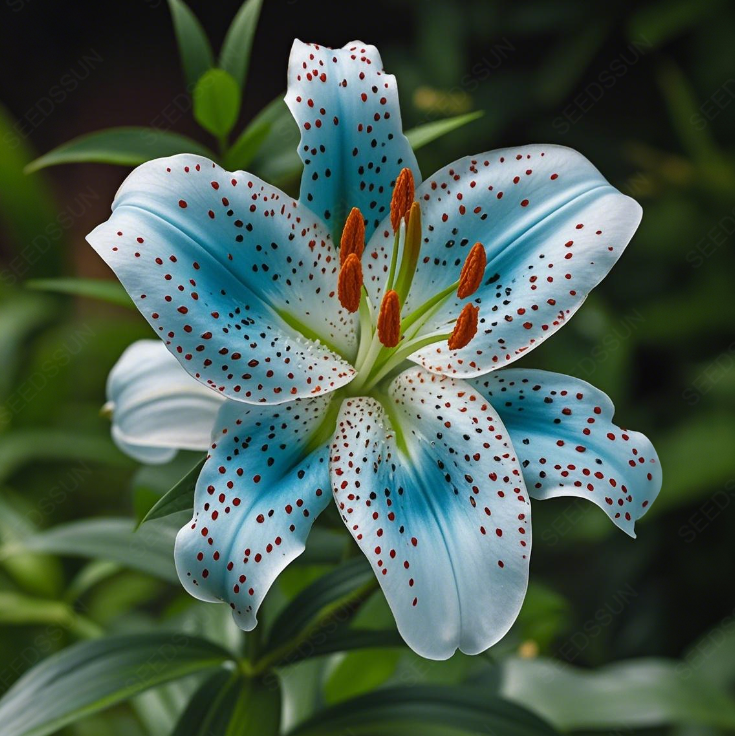 Rare Lily Bulbs