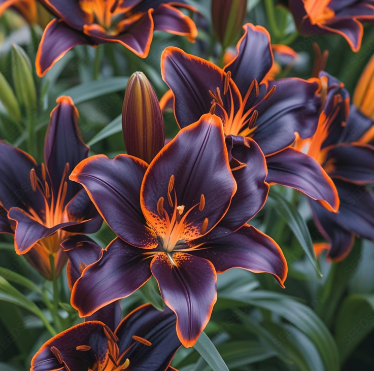 Rare Lily Bulbs