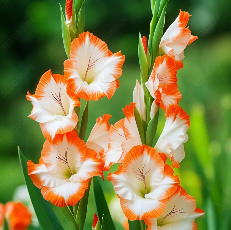 Gladiolus Bulbs