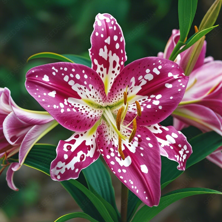 Rare Lily Bulbs