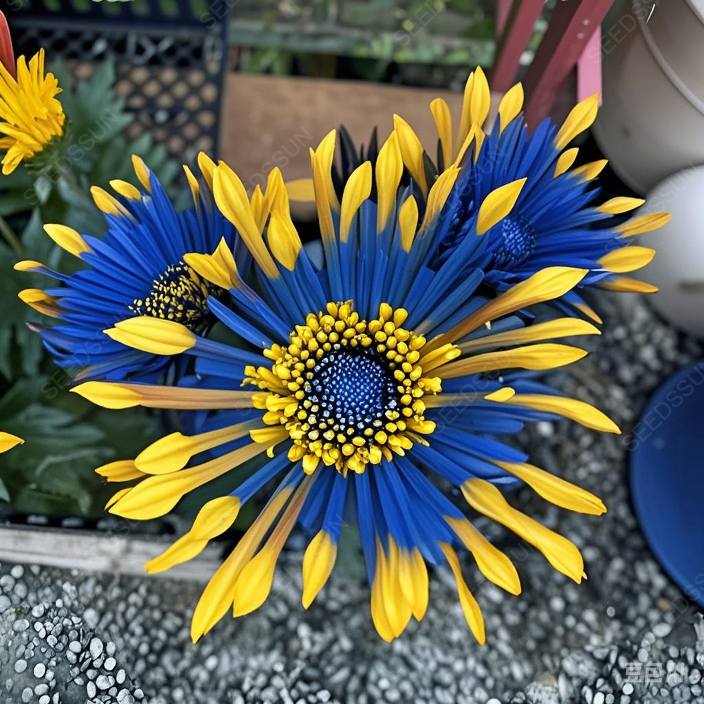 Colorful Fireworks Chrysanthemum Seeds