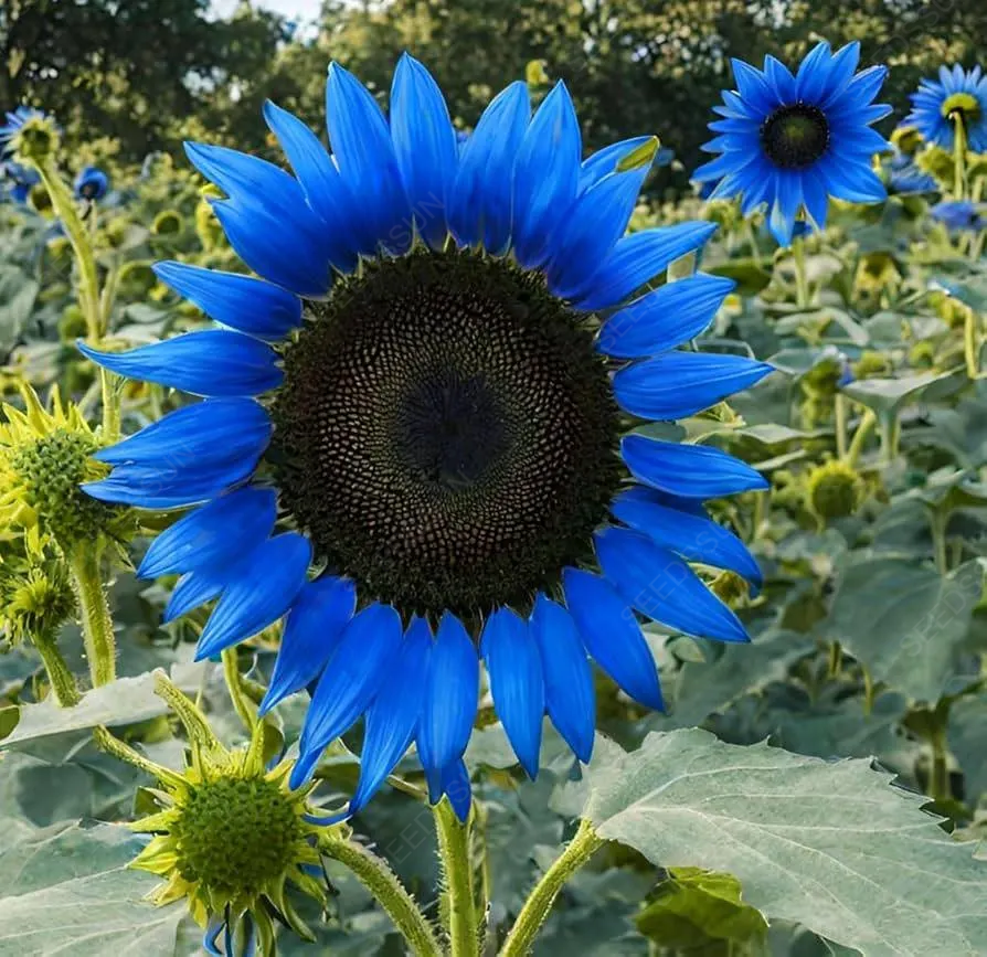 Bright Blue Sunflower Seeds