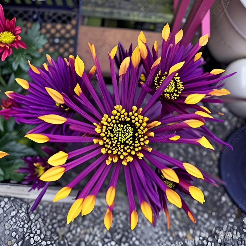 Colorful Fireworks Chrysanthemum Seeds