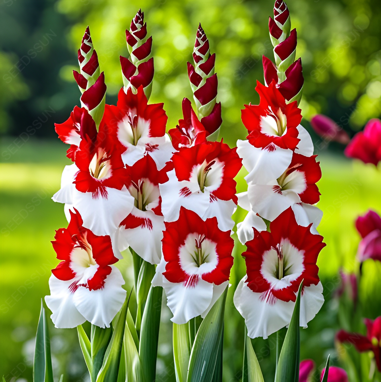 Gladiolus Bulbs