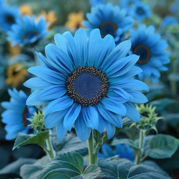 Bright Blue Sunflower Seeds