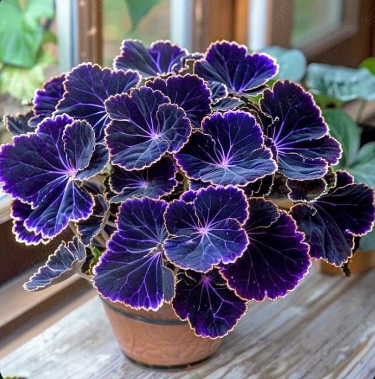 Dazzling Begonia Seeds