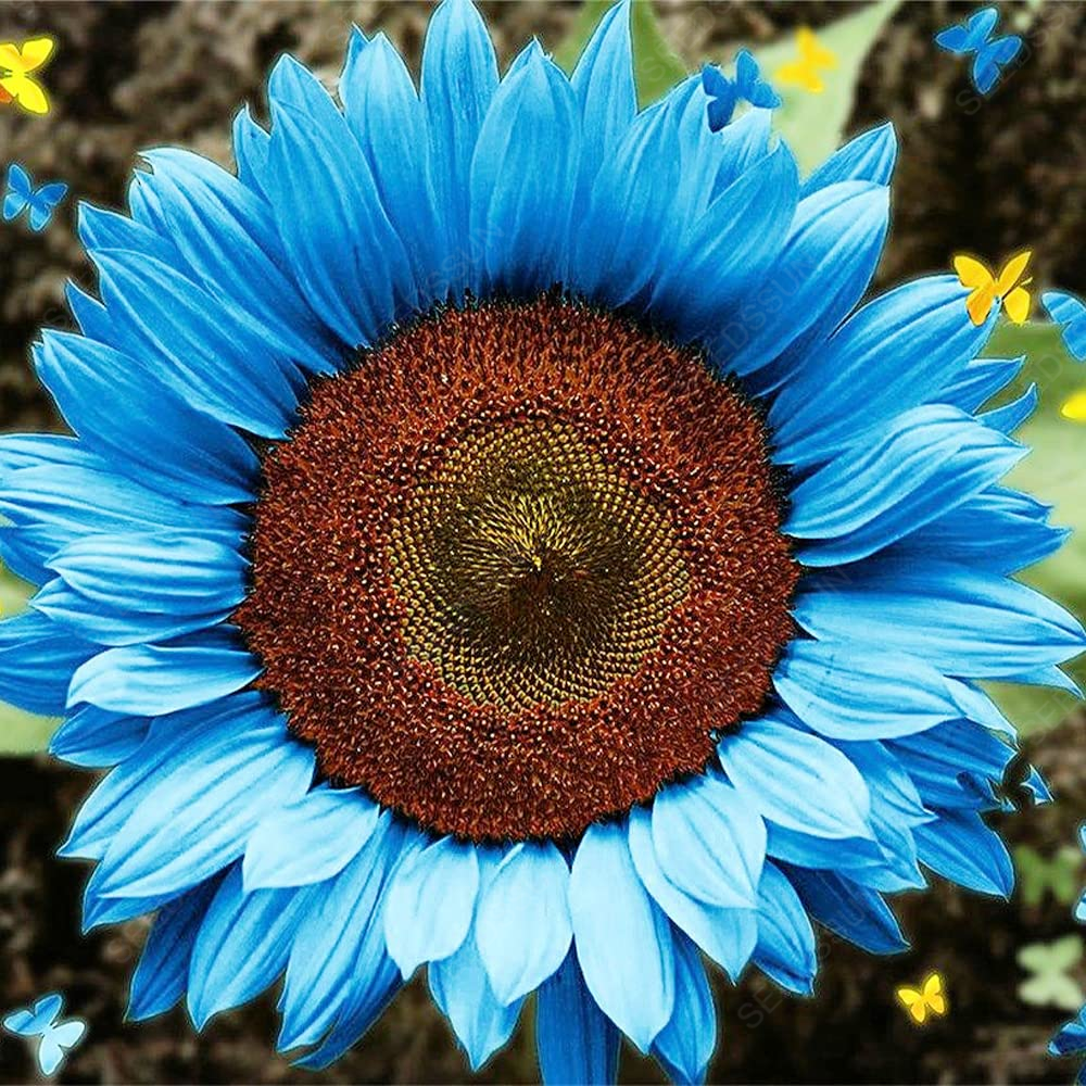 Bright Blue Sunflower Seeds