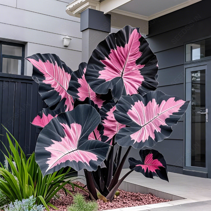 Giant Caladium Bulbs