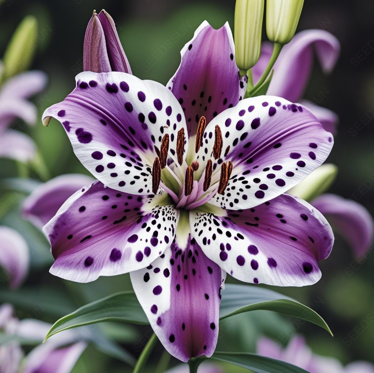 Rare Lily Bulbs