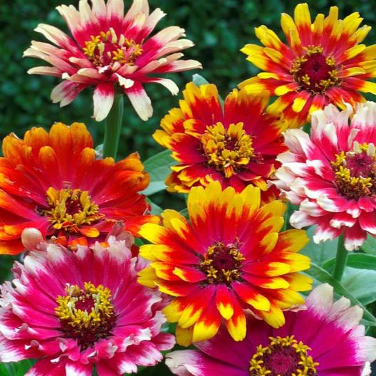 Bicolor Carousel Mix Zinnia Seeds
