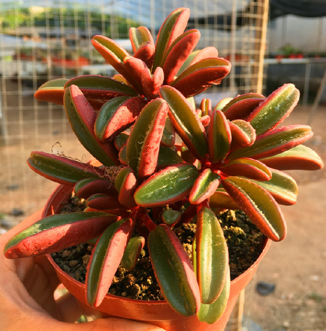 Ruby Glow (Peperomia Graveolens) Seeds