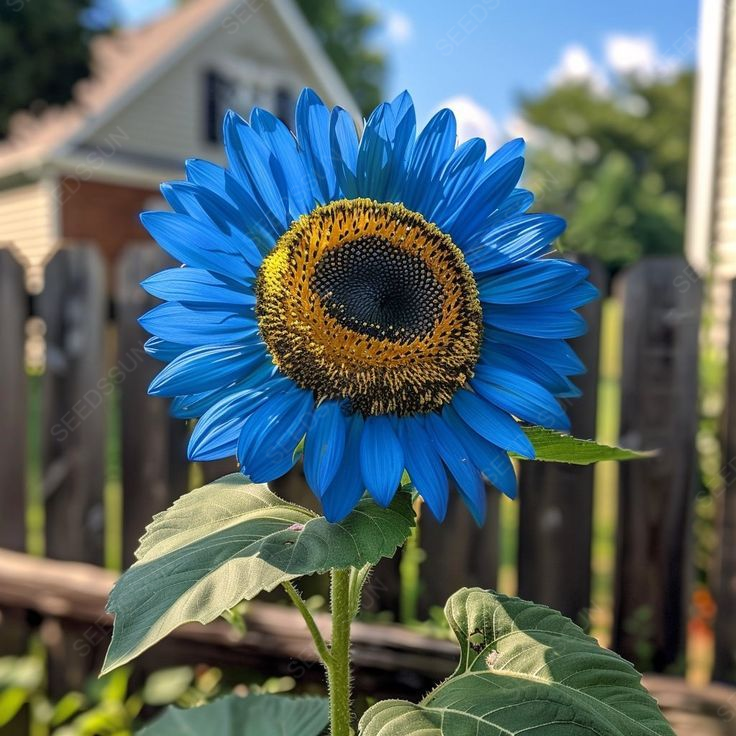 Bright Blue Sunflower Seeds