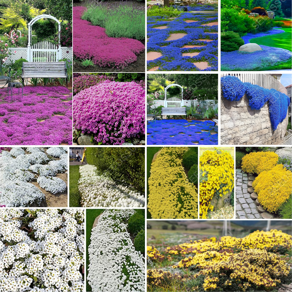 Creeping Thyme Seeds