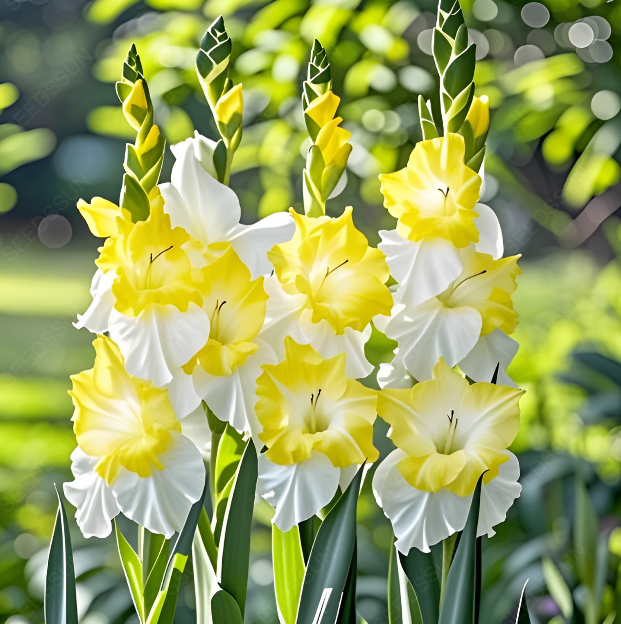 Gladiolus Bulbs
