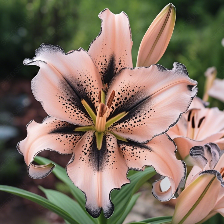 Rare Lily Bulbs