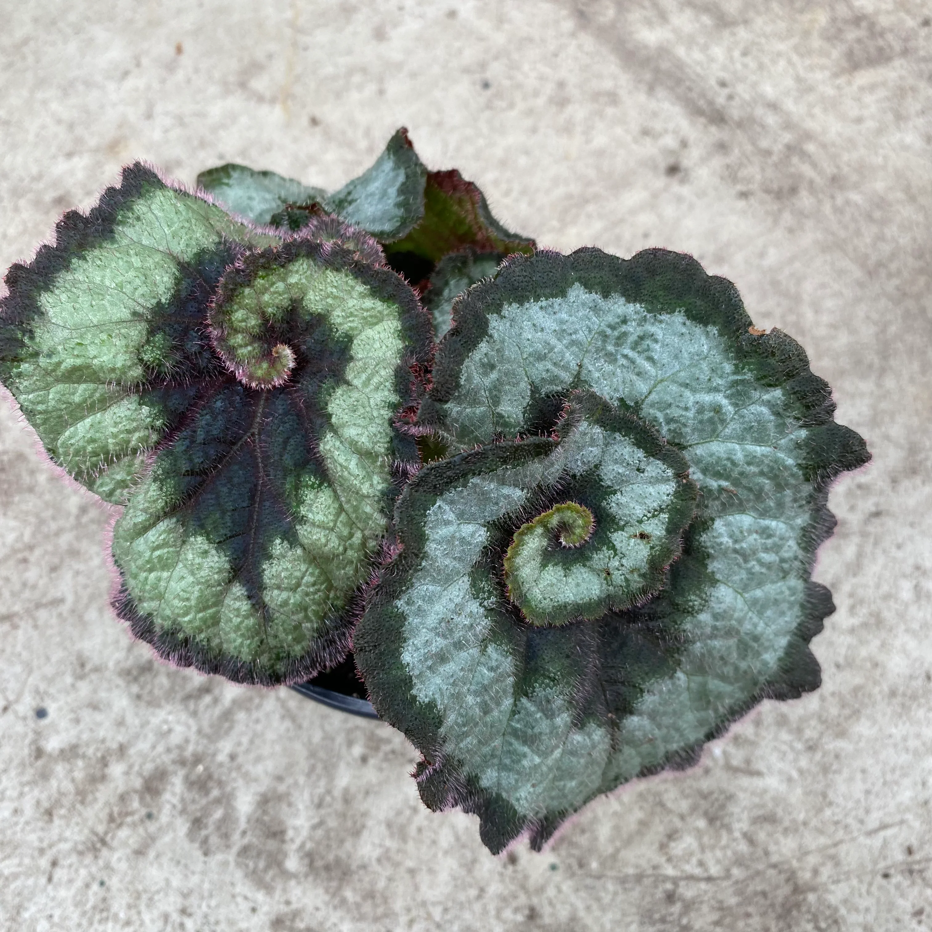 Green Coleus Begonia Flower Seeds