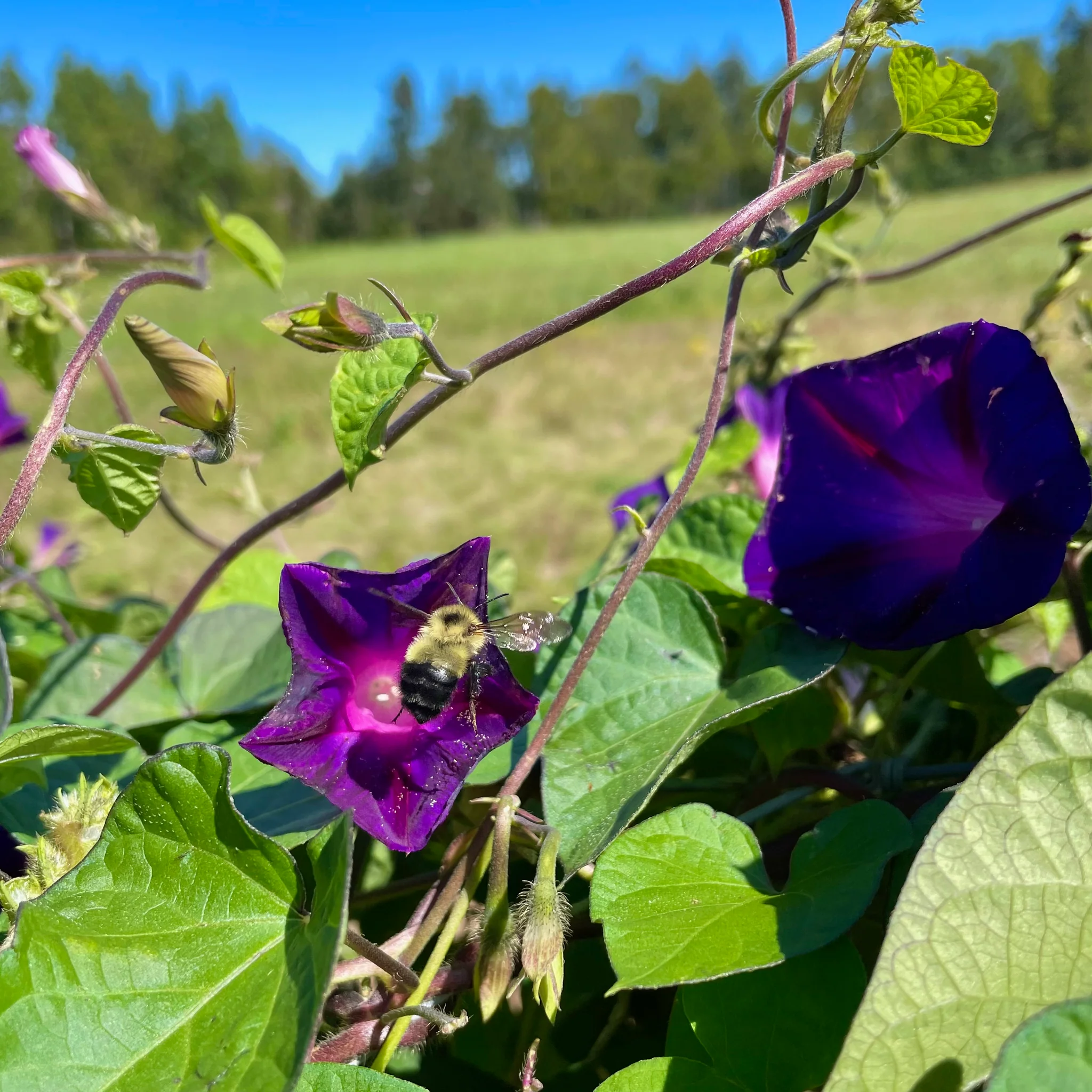 Black Velvet Morning Glory Seeds