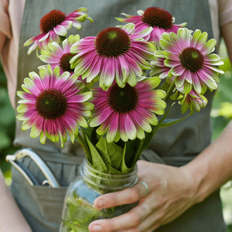 Green Twister Coneflower Seeds
