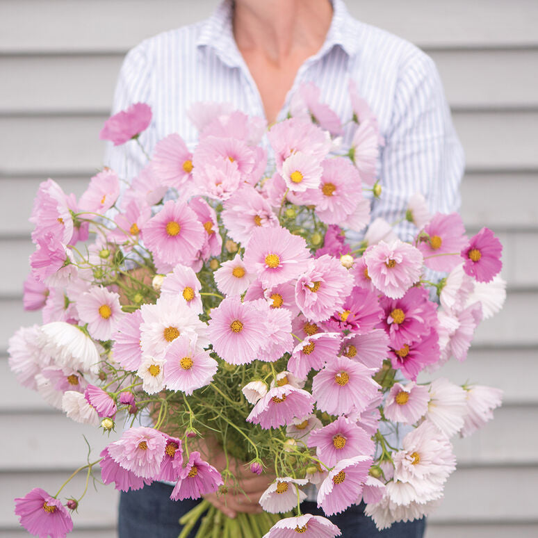 Cosmos Cupcake Blush Flower Seeds