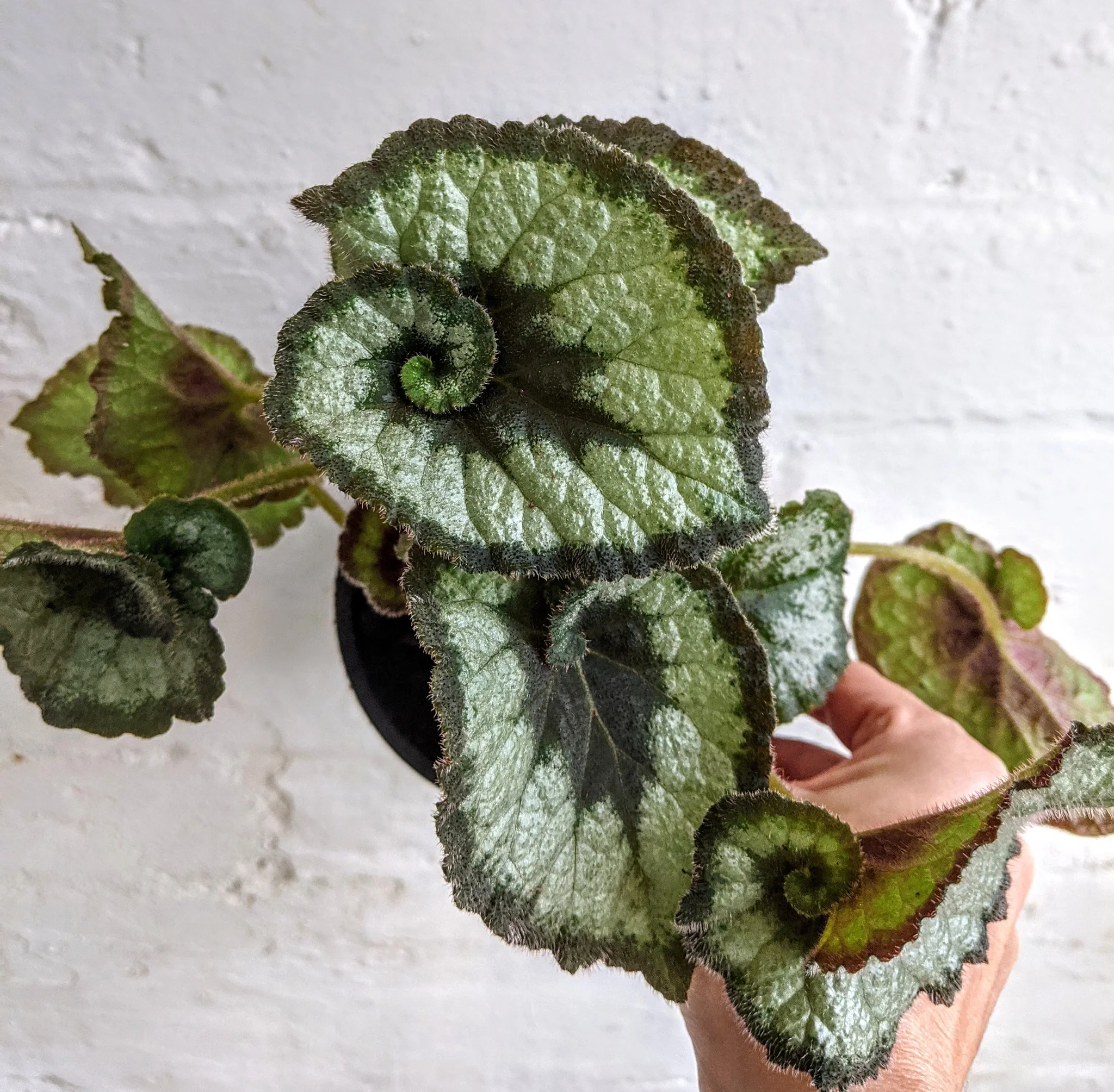 Green Coleus Begonia Flower Seeds
