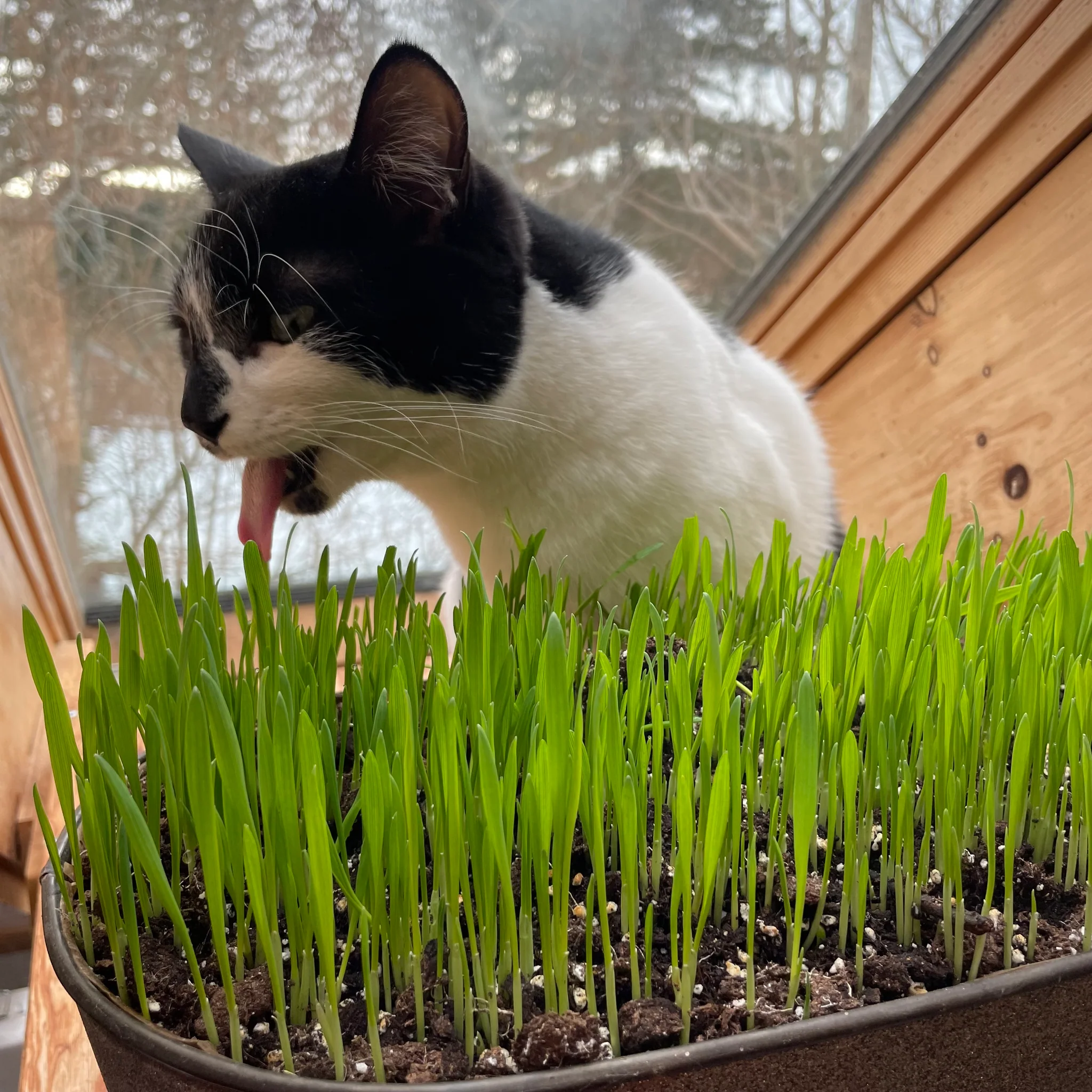 Cat Grass Seeds