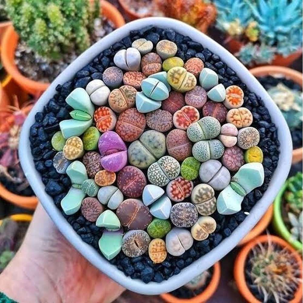 Mixed Lithops Seeds - Rarely Offered - At least 50 types of Lithops Seeds