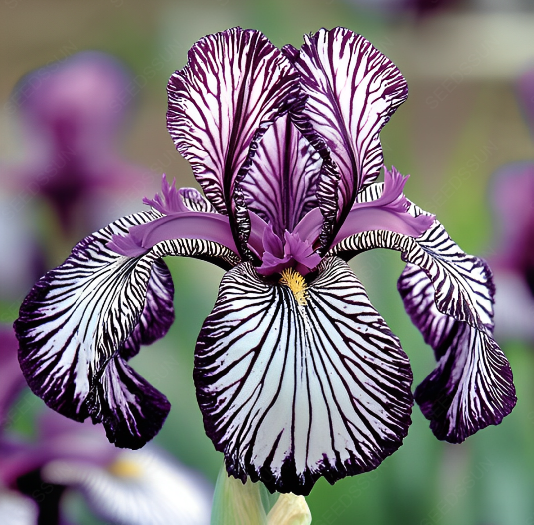 Rare Iris Bulbs