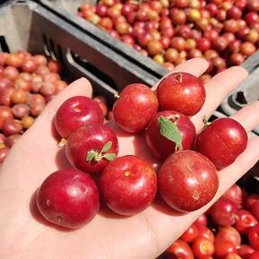 Ruby Calcium Berry Seeds