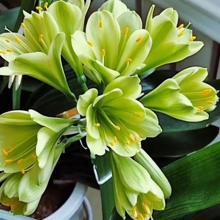 Clivia