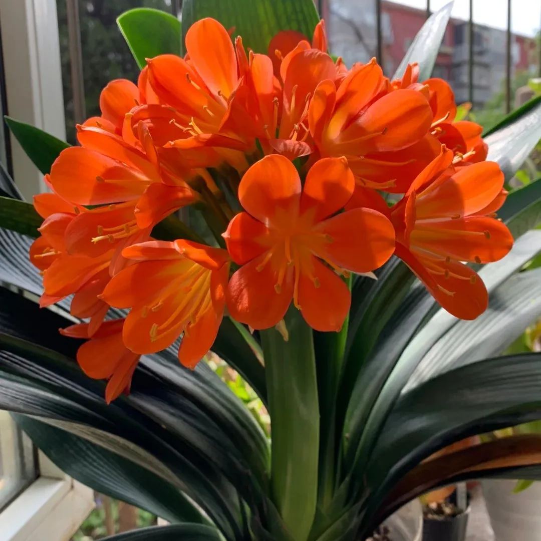 Clivia