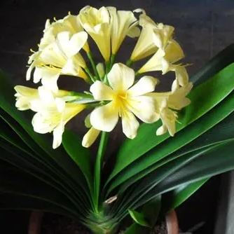 Clivia